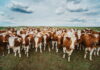 Мясное скотоводство в ближайшие 30 лет развиваться не будет — отраслевой союз
