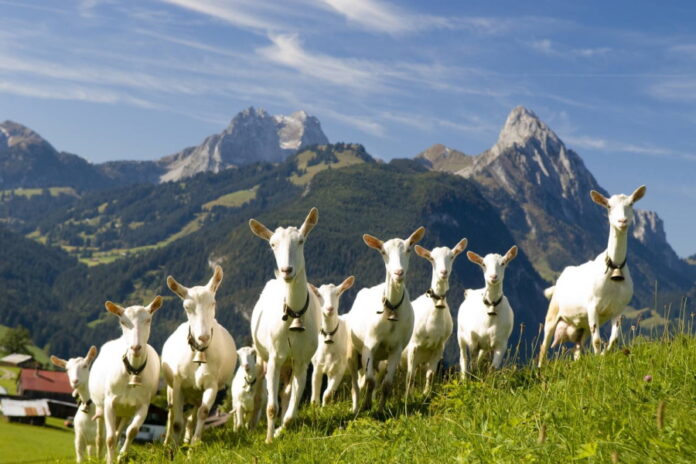 С 1 сентября 2022 года вступают в силу новые ветеринарные правила по артриту-энцефалиту коз