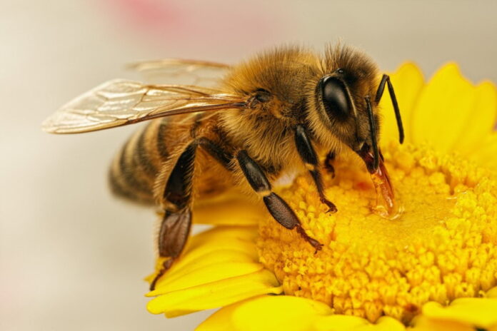 В Белогорском округе массово и загадочно гибнут пчелы