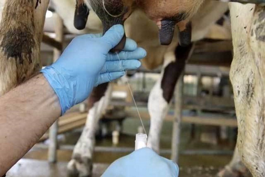 В Ростовской области выявлена вспышка лейкоза среди крупного рогатого скота