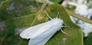 Американская белая бабочка – вредитель виноградников