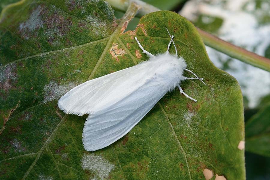 Американская белая бабочка – вредитель виноградников – АГРАРИЙ