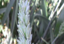 Ученые открыли новую молекулу в пшенице — элларинацин