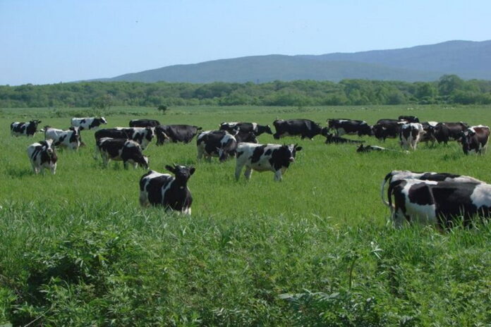 В Амурской области стало меньше сельхозживотных