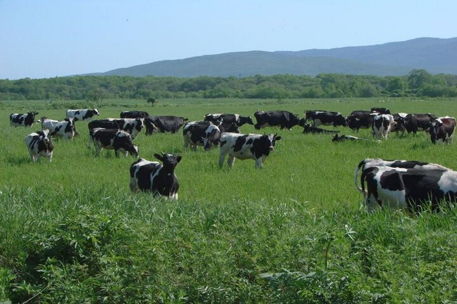 В Амурской области стало меньше сельхозживотных