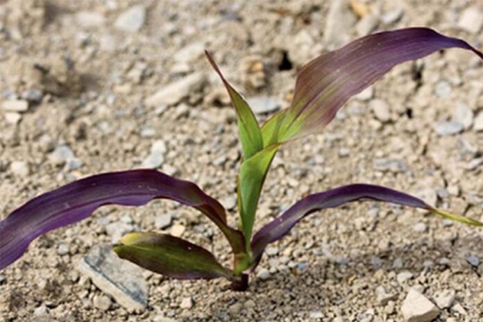 Фиолетовая кукуруза