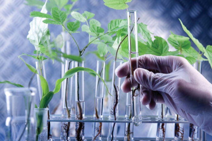 Исследование роста урожайности растений пролило свет на лечение онкологии