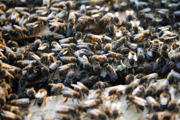 Владельцам погибших от пестицидов пчел нужно идти в суд — Россельхознадзор