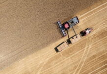 РЗС прогнозирует рекордный урожай пшеницы в размере 83-84 млн тонн