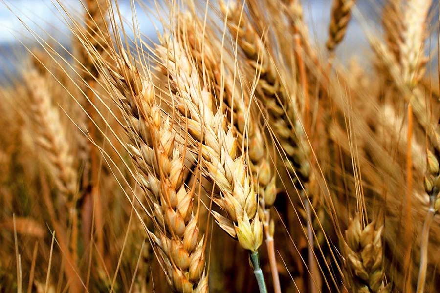 Интенсификация технологии выращивания озимой пшеницы