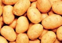 Столетнюю липецкую картофельную компанию отдают во внешнее управление кредитору