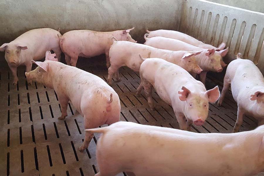 О кормлении и содержании ремонтных свинок в период летнего зноя