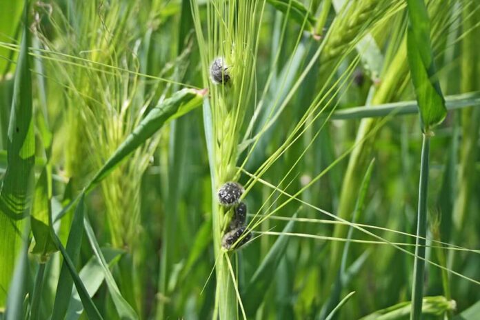 Основные вредители зерновых и меры борьбы с ними