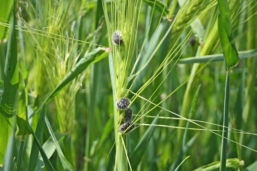 Основные вредители зерновых и меры борьбы с ними