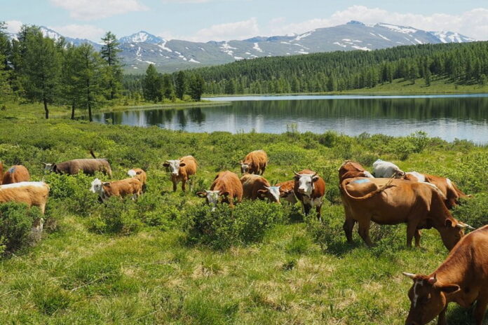 Чудеса на Алтае: чем меньше коров — тем больше молока