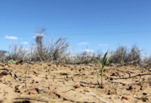 Засуха уничтожает урожай в Хакасии