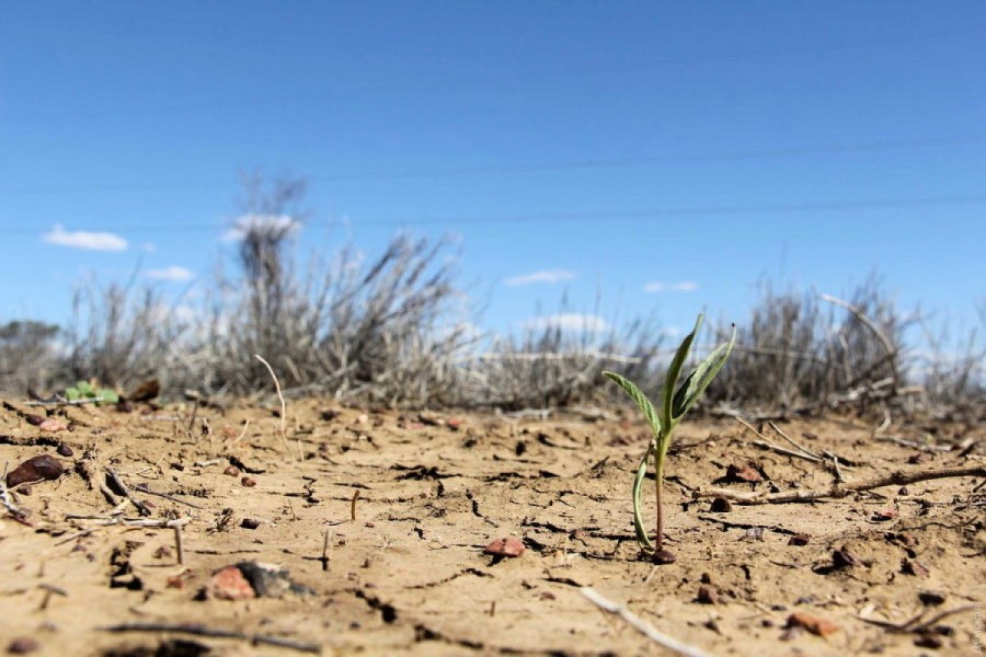 Засуха уничтожает урожай в Хакасии