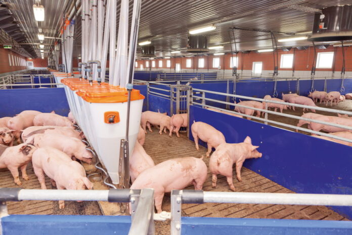 Названы основные ошибки в биобезопасности свиноводческих хозяйств