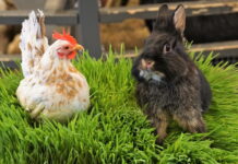 Сменили гнев на милость: костромичам разрешили разводить домашних птиц и кроликов