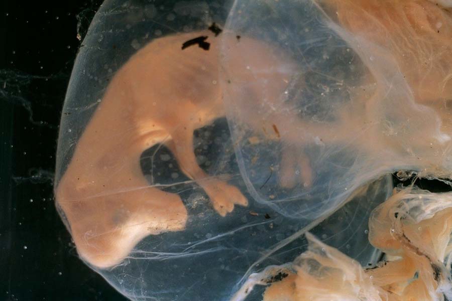 Три группы причин гибели эмбрионов КРС
