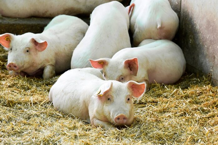 Читинцам разрешили разводить свиней