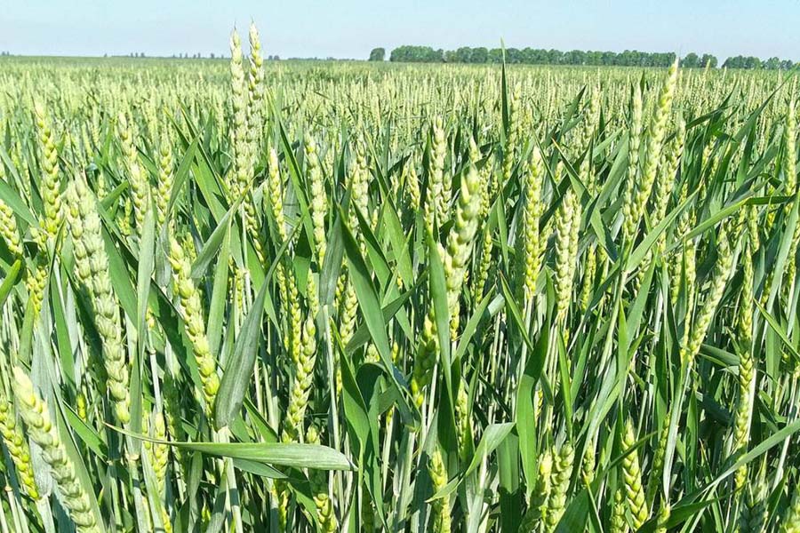 Воздействие предшественников озимой пшеницы на содержание питательных веществ в почве
