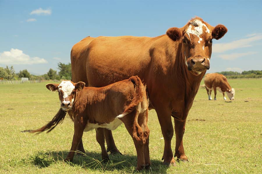 Что делать, если у коровы или теленка не работает желудок