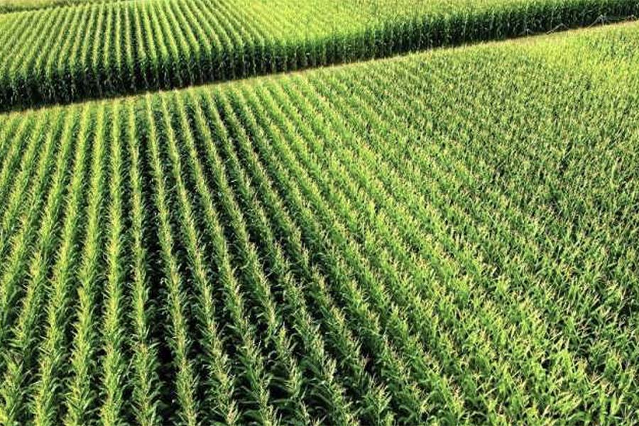 Выращивание кукурузы в бессменном посеве