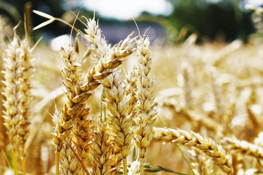 На мировых биржах выросли цены на пшеницу