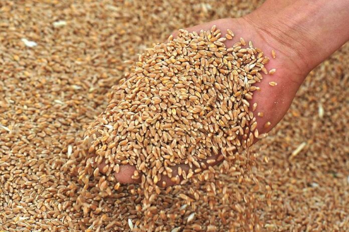 На юге России стремительно дешевеет фуражная пшеница