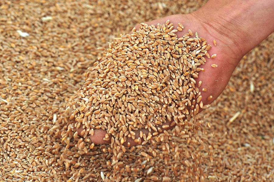 На юге России стремительно дешевеет фуражная пшеница
