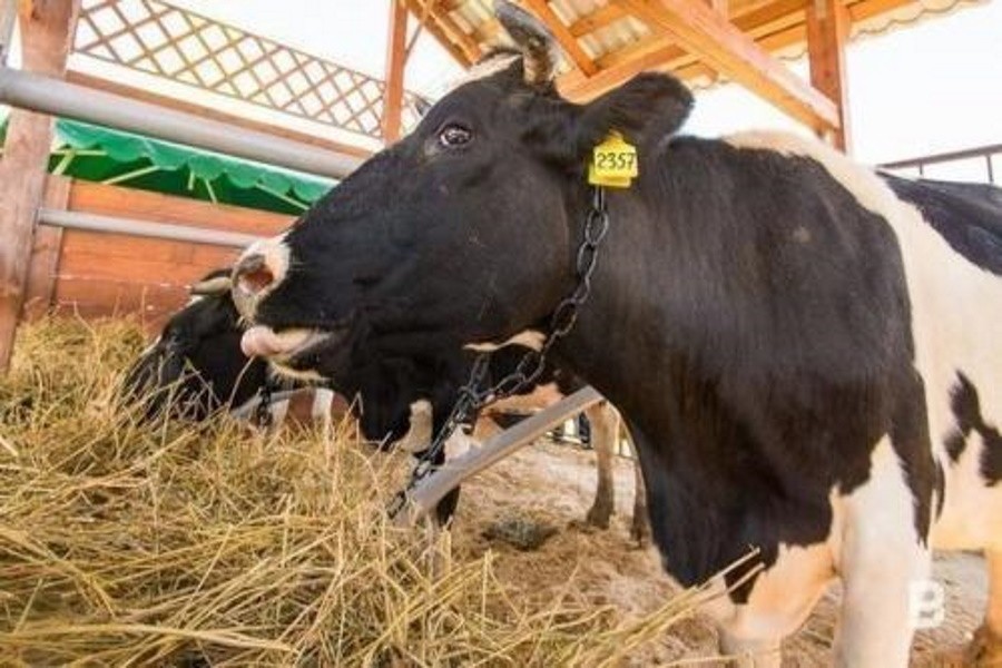 В Татарстане четвертый год подряд уменьшается поголовье сельхозживотных