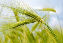Потребность пшеницы в азоте, фосфоре и калие