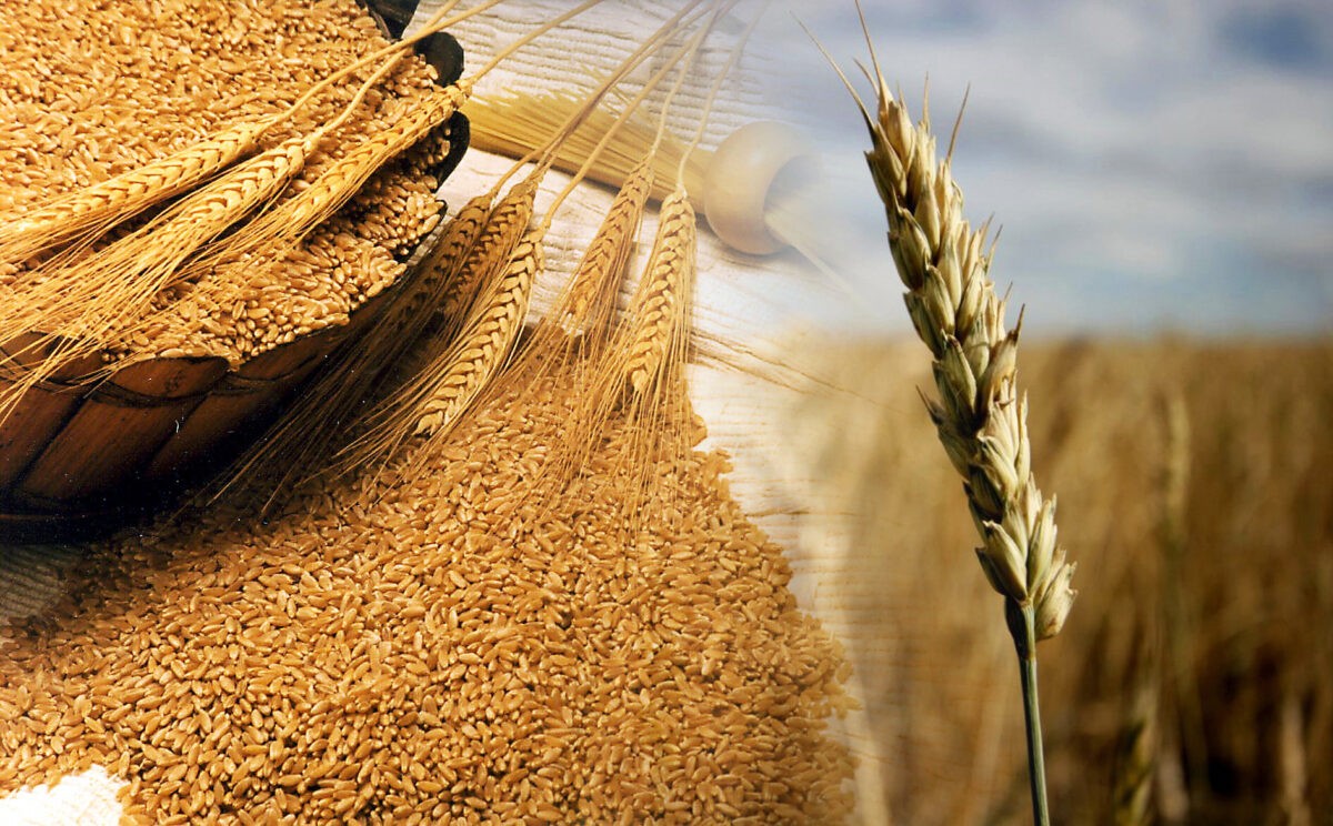 Экспортный потенциал пшеницы будет зависеть от ряда факторов — РЗС