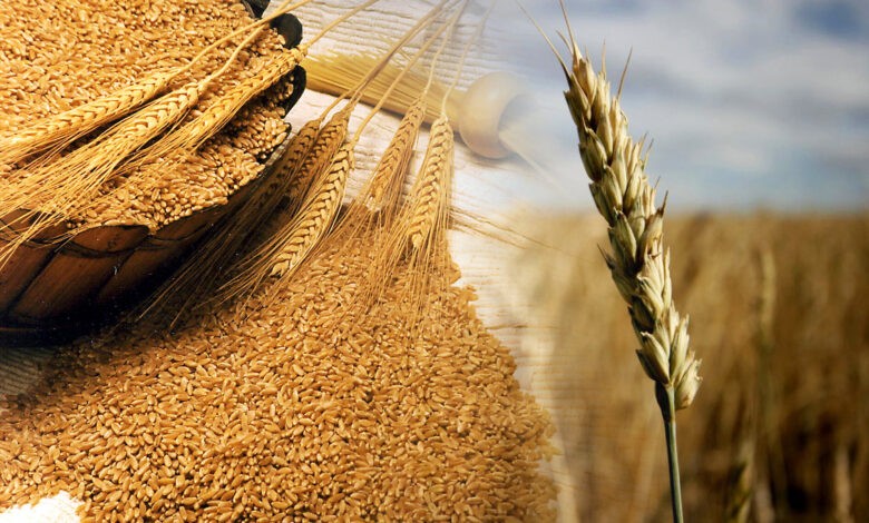 Экспортный потенциал пшеницы будет зависеть от ряда факторов — РЗС