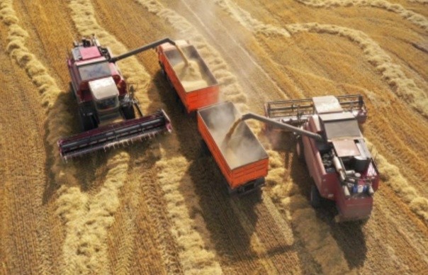 Урожай зерновых и масличных культур в России обещает быть рекордным