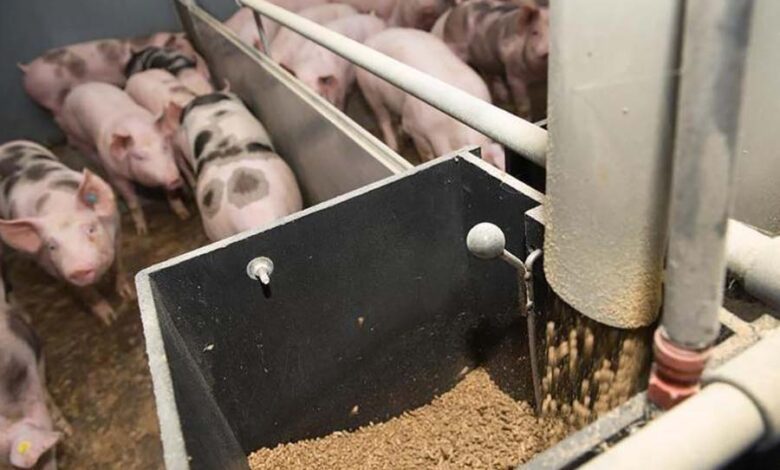 Чем кормить свиней вместо зерна