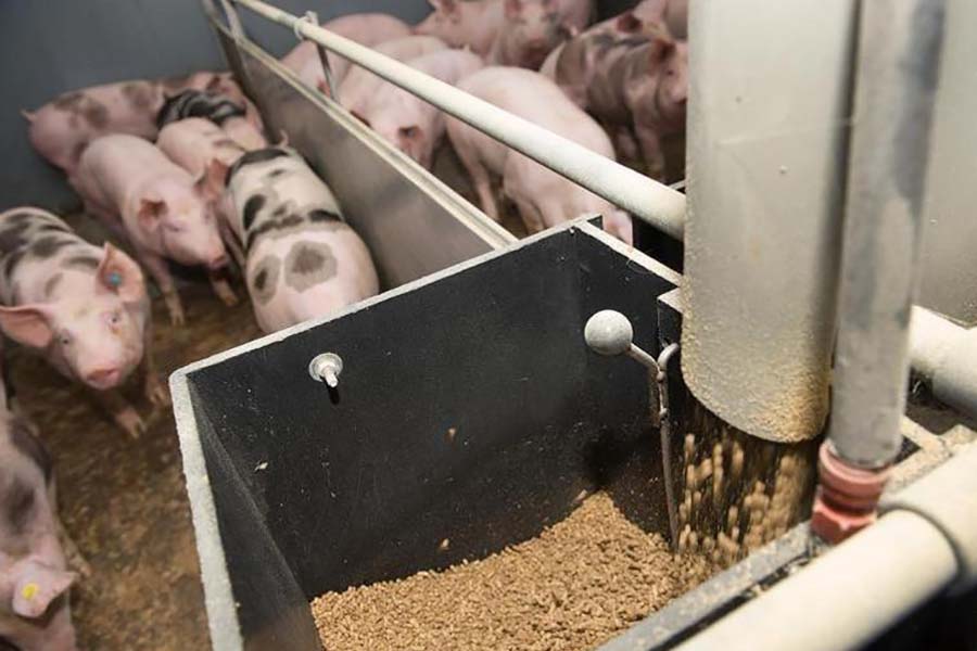 Чем кормить свиней вместо зерна