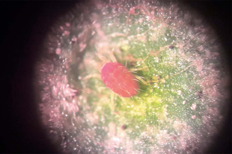 Галловый клещ под микроскопом