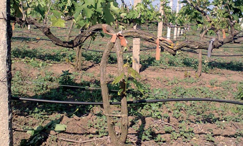 Грибковые болезни винограда
