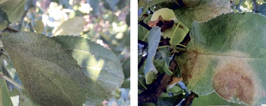 Листья яблони с признаками поражения комплексом клещей
