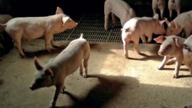 Микотоксины в кормах для свиноматок и поросят представляют серьезную угрозу их здоровью и жизни