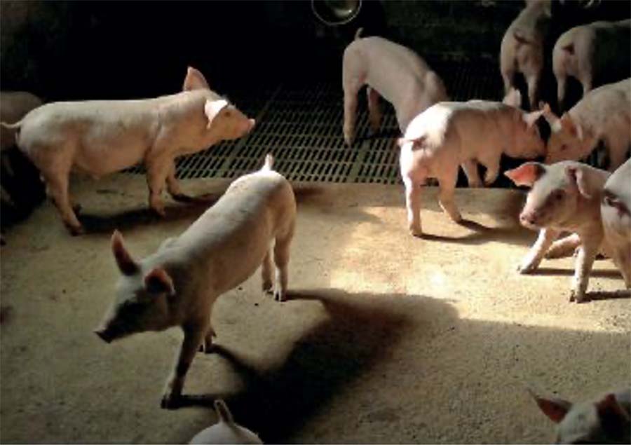 Микотоксины в кормах для свиноматок и поросят представляют серьезную угрозу их здоровью и жизни
