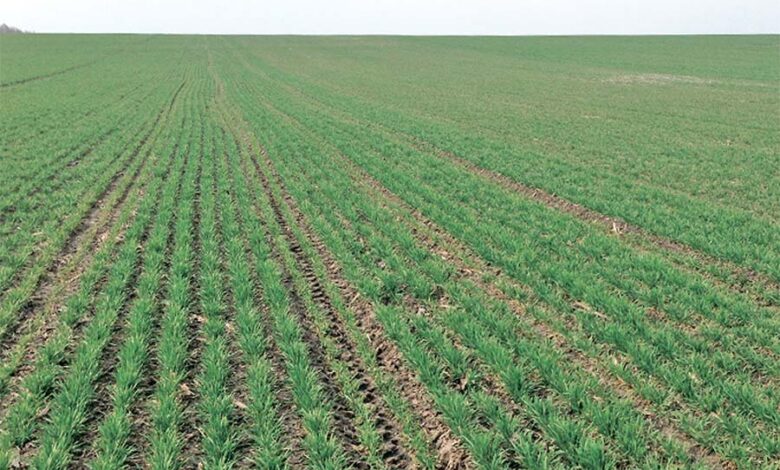 Не стоит полагаться только на потенциал сорта. Агрономическими мерами можно добиться лучшего прироста урожайности пшеницы.