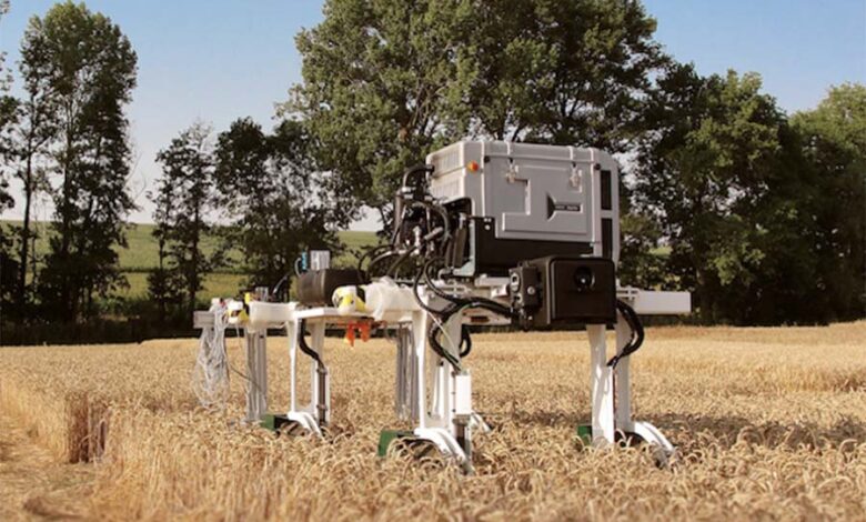 Немецкий робот делает рентген пшеницы для селекции на жаростойкость