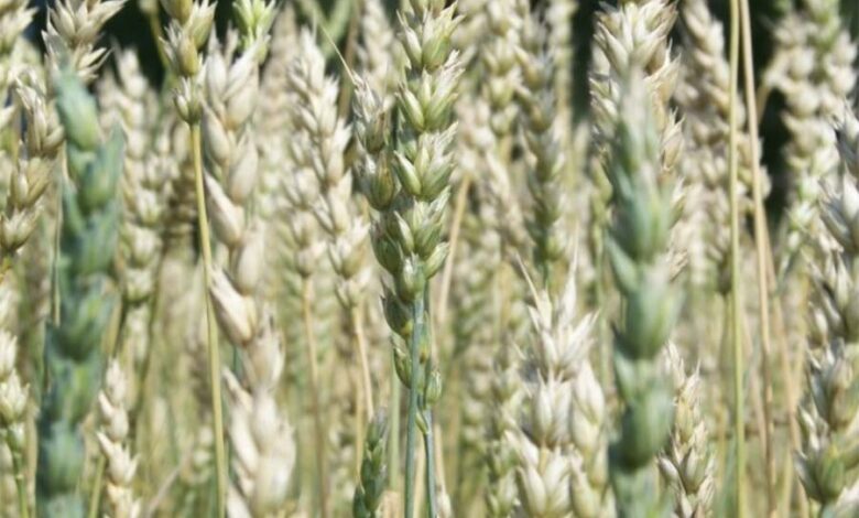 У алтайских аграриев возникли проблемы из-за дешевеющего зерна