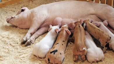 Уход за свиноматкой в периоды опороса и лактации
