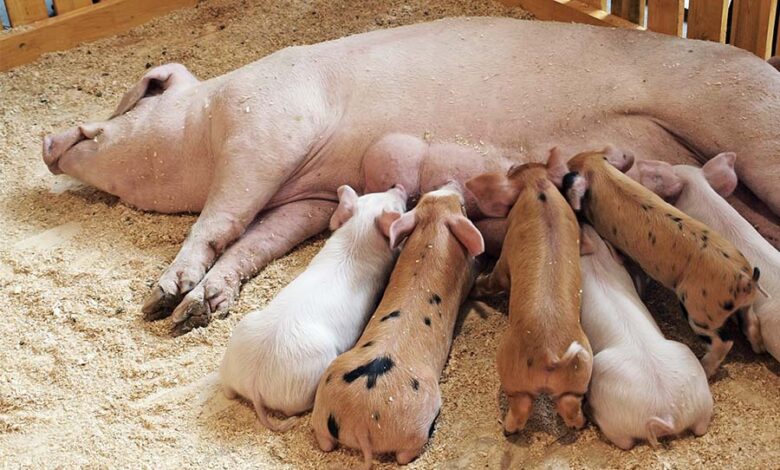 Уход за свиноматкой в периоды опороса и лактации