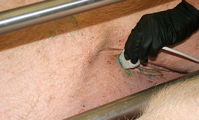 Ультразвуковая диагностика свиноматок