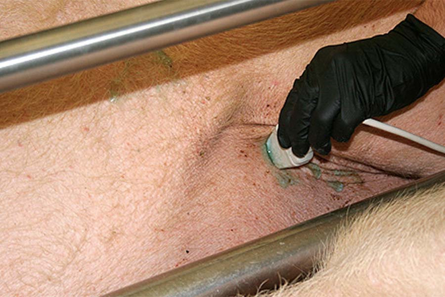 Ультразвуковая диагностика свиноматок